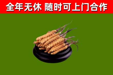 海港区回收散虫草